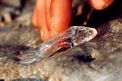 Gasteropode pelagico (Cymbulia peronii)