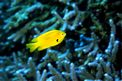 Castagnola sulfurea (Pomacentrus sulfureus)