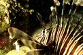 Pesce cobra (Pterois miles)