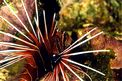 Pesce cobra (Pterois radiata)