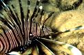 Pesce cobra (Pterois miles)