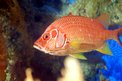 Pesce scoiattolo spinoso (Sargocentron spiniferum)