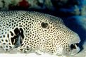 Pesce palla (Arothron stellatus)