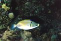 Pesce picasso (Rhinecanthus assasi)