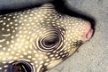 Pesce palla a punti bianchi (Arothron hispidus)