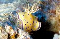 Chromodoris gemella (Chromodoris geminus)