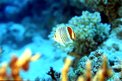 Pesce farfalla coda rossa (Chaetodon paucifasciatus)