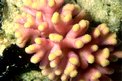 Corallo (Acropora palifera)