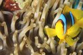 Pesce pagliaccio (Amphiprion bicinctus)