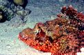 Pesce scorpione tassellato (Scorpaenopsis oxycephalus)