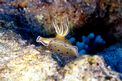 Chromodoris gemella (Chromodoris geminus)