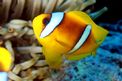 Pesce pagliaccio (Amphiprion bicinctus)