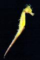 Cavalluccio marino (Hippocampus guttulatus)