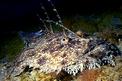 Rana pescatrice (Lophius piscatorius)