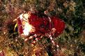 Cicala pigmea (Scyllarus pygmaeus)