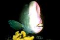 Pesce pappagallo gigante (Bolbometopon muricatum)