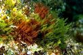 Alga rossa (Laurencia hybrida)