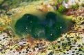 Alga verde a cuscinetto (Codium effusum)