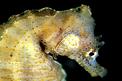 Cavalluccio marino (Hippocampus hippocampus)