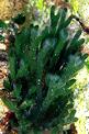 Alga a candelabro verde (Codium fragile)