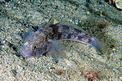 Ghiozzo nero (Gobius niger)