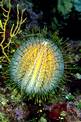 Riccio melone (Echinus melo)
