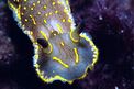 Doride dipinto (Hypselodoris picta)