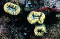 Madrepora solitaria (Balanophyllia europaea)