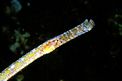 Pesce ago cavallino (Syngnathus typhle)