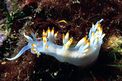 Flabellina bianca (Flabellina babai)