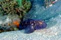 Ghiozzo nero (Gobius niger)