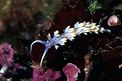 Flabellina bianca (Flabellina babai)