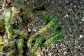 Alga a candelabro verde (Codium fragile)