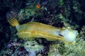 Doride dipinto (Hypselodoris picta)