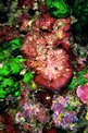 Rosa di mare (Peyssonnelia squamaria)