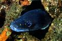 Grongo (Conger conger)