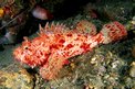 Scorfano rosso (Scorpaena scrofa)