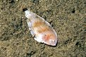 Sogliola fasciata (Solea variegata)