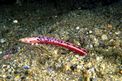 Biscia di mare cieca (Sphagebranchus caecus)