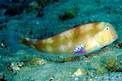 Pesce pettine (Xyrichtys novacula)