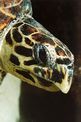 Tartaruga (Eretmochelys imbricata)