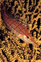 Pesce falco muso lungo (Oxycirrhites typus)