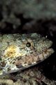 Pesce lucertola (Saurida gracilis)