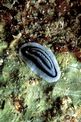 Nudibranchio (Phyllidiopsis annae)