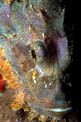 Pesce scorpione tassellato (Scorpaenopsis oxycephalus)
