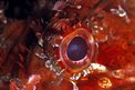 Scorfano rosso (Scorpaena scrofa)