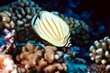 Pesce farfalla ornato (Chaetodon ornatissimus)