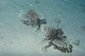 Pesce cobra (Pterois miles)