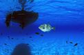 Pesce balestra mediterraneo (Balistes capriscus)