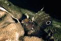 Bavosa occhiuta (Blennius ocellaris)